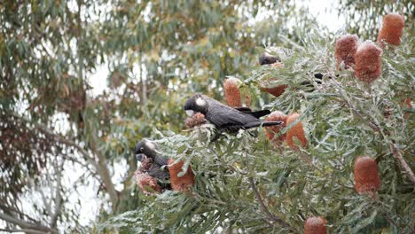 Ein-Schwarzer-Carnaby-Kakadu-Fliegt-In-Australien-Von-Einem-Baum