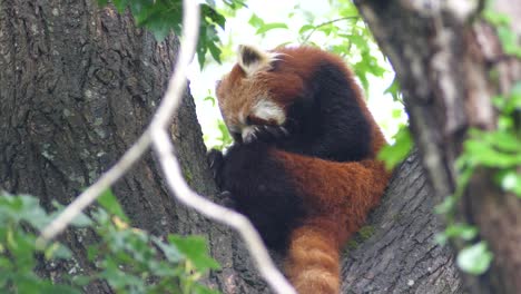 Red-panda-cleaning-itself-in-a-tree-bow-slow-motion