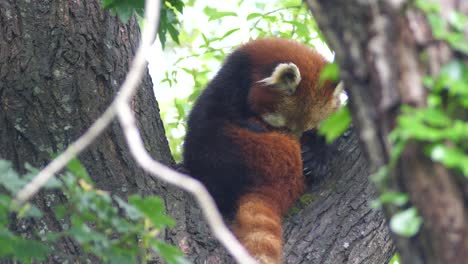 Panda-Rojo-Limpiándose-Lamiendo-Su-Estómago-Mientras-Nos-Sentamos-En-Un-Arco-De-árbol