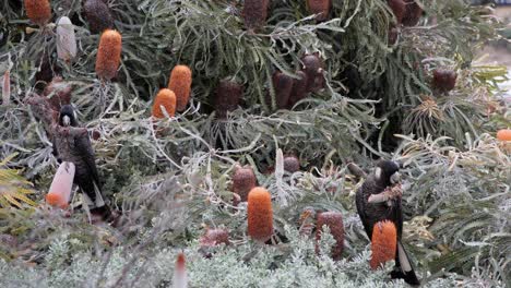 Las-Cacatúas-Negras-De-Carnaby-Se-Sientan-En-Un-árbol-Y-Comen-Una-Flor-De-Banksia,-Australia