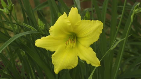 Yellow-day-lily-flower-in-a-backyard-garden,-with-a-single-bright-bloom-among-other-green-leaves-and-buds
