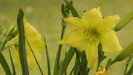 Yellow-day-lily-flower-in-a-backyard,-among-leaves-and-buds-in-late-Spring