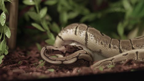 Close-up-Of-Ball-Python-Eating-A-Rodent-Inside-The-Vivarium-Cage