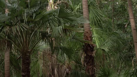 Fan-Palm-Trees-At-Thala-Nature-Reserve-In-Oak-Beach,-QLD,-Australia
