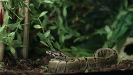 Ball-Python-With-Tongue-Sticking-Out---close-up