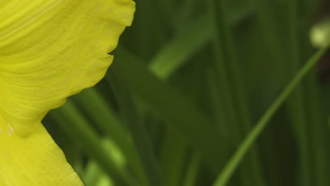 Gelbe-Taglilien-Blume,-Nahaufnahme,-Beim-Schwenken-Direkt-über-Die-Blütenblätter