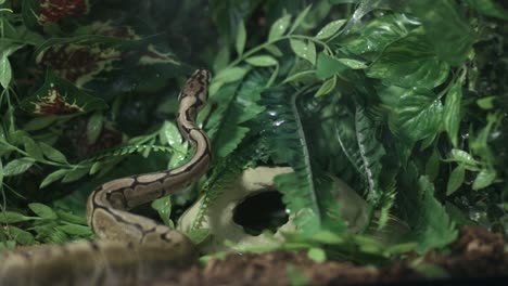 Ball-Python-Lifting-Its-Head-And-Flicking-Its-Tongue-Out-The-Green-Plants