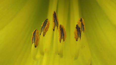 Gelbe-Taglilienblume