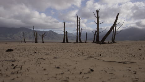 Eine-Trostlose-Ansammlung-Toter-Bäume-Mitten-In-Einer-Wüste