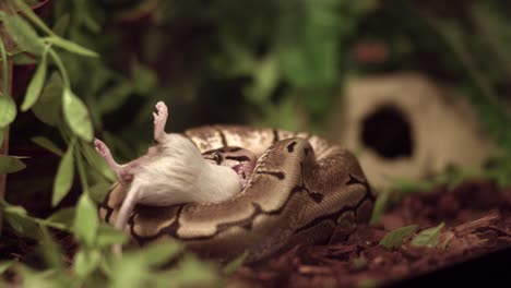 Serpiente-Comiendo-Un-Ratón-O-Una-Rata---Pitón-Bola---Cerrar