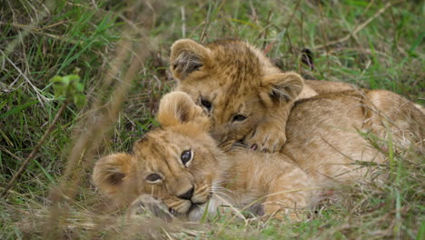 Entzückende-Löwenjunge-Geschwister,-Die-Auf-Gras-Herumalbern