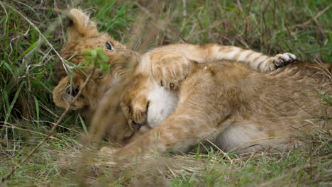Cute-lion-cubs-play-fighting-on-grass,-close-up-static-shot