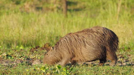 Wet-pregnant-mother-capybara,-hydrochoerus-hydrochaeris-grazing-on-the-ground,-eating-fresh-green-grass-across-the-scene-in-slow-motion-during-breeding-season-at-ibera-wetlands,-pantanal-brazil