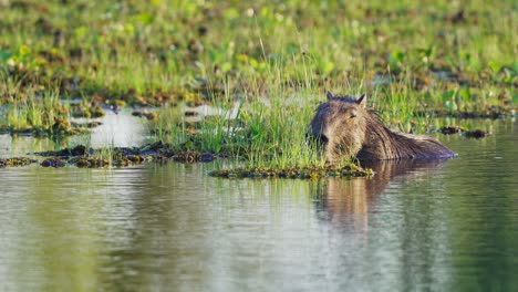 Idle-capybara,-hydrochoerus-hydrochaeris-falling-asleep-in-the-water,-keeping-their-nose-above-the-water-surface-on-a-tranquil-afternoon-at-ibera-wetlands,-pantanal-natural-region