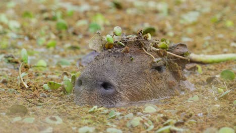 Ruhiges-Capybara,-Hydrochoerus-Hydrochaeris,-Das-Im-Sumpf-Einweicht,-Mit-Dem-Kopf-über-Der-Oberfläche,-Bedeckt-Mit-Wasserpflanzen,-Weggeschlagene-Fliegen,-Die-Um-Seine-Ohren-Summen,-Extreme-Nahaufnahme
