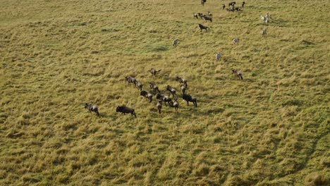 Aerial-handheld-shot-of-wildebeest-and-zebras-on-grassy-African-plains