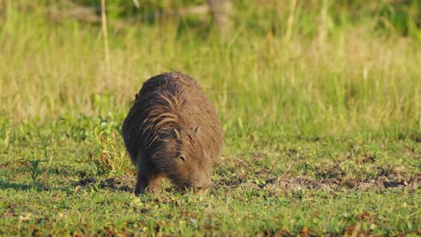 Schwangere-Mutter-Capybara,-Hydrochoerus-Hydrochaeris-Auf-Nahrungssuche-Und-Beweidung-Auf-Dem-Boden-Von-Links-Nach-Rechts-Auf-Offenem-Grasfeld-In-Ibera-Feuchtgebieten,-Pantanal-Naturregion,-Nahaufnahme-Von-Wildtieren