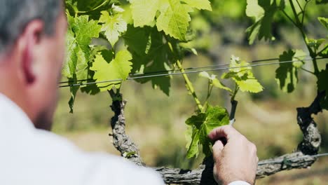 Man-inspecting-wine-vineyard-leaf
