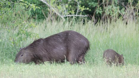 Adult-and-juvenile-capybara-feeding-together-on-grass