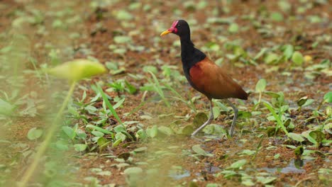 Wild-wattled-jacana-preening-and-grooming-its-feathers-in-the-middle-of-ibera-wetlands-full-of-diverse-plants-and-vegetations-at-pantanal-conservation-area