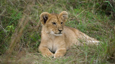 Handsome-lion-cub-lying-down-resting-on-grass,-flicks-ears,-close-up