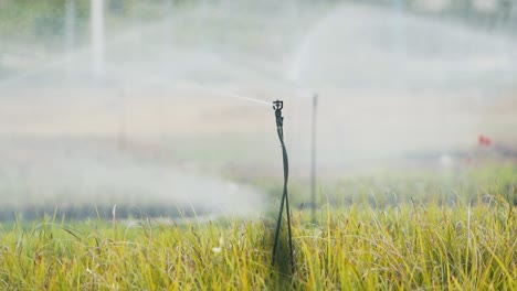 Irrigation-sprayer-Watering-plants-at-nursery