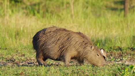 Pregnant-female-capybara-grazing-on-river-bank-alongside-Southern-lapwing