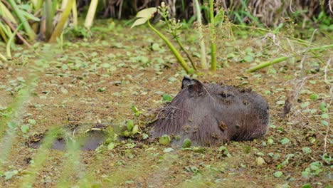 Capybara-Adulto-Se-Enfría-En-Aguas-Poco-Profundas-Del-Río-Con-Plantas