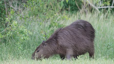 Horseflies-flying-around-a-chubby-pregnant-capybara,-hydrochoerus-hydrochaeris-while-she-forages-on-the-ground,-grazing-for-fresh-green-grass,-wildlife-close-up-shot-at-pantanal-brazil