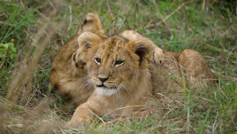 Funny-lion-cubs-lying-in-long-grass-playing-together