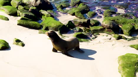 Seal-exiting-water-for-a-nap-on-shore