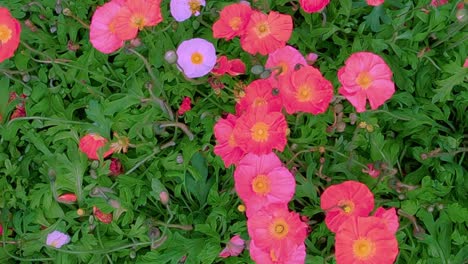 Beautiful-garden-with-flowers-of-many-colors,-VERTICAL-format