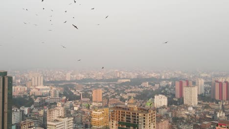 Group-Of-Black-Birds-Circling-High-Above-Morning-Cityscape-In-Asia