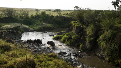 Wildebeest-crossing-river-during-great-migration-in-Masai-Mara-NP