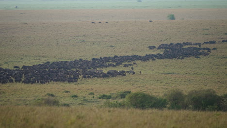 Wildebeest-herd-migrating-together-over-vast-African-plains,-Masai-Mara
