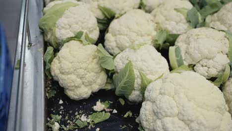 Close-up-of-a-worker's-hands-stocking-a-supermarket-with-fresh-heads-of-cauliflower