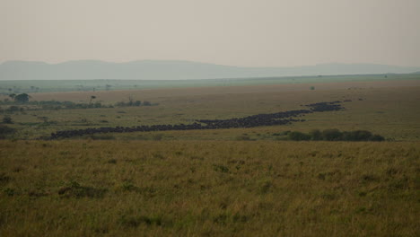 Big-herd-of-migrating-wildebeest-on-vast-grassland-plains,-Masai-Mara