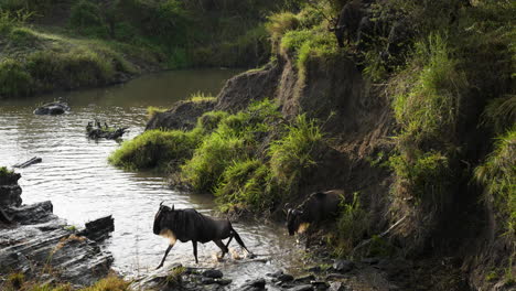 Wildebeest-coming-down-river-bank-cross-small-river,-great-migration