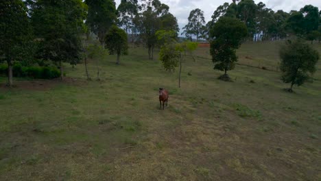 Dolly-inn-to-a-horse-in-middle-of-fields-in-Curiti,-Colombia-at-a-cloudy-day
