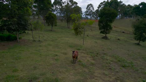 Dolly-inn-to-a-horse-in-middle-of-fields-in-Colombia-at-a-cloudy-day
