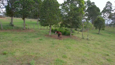 Dolly-out-frome-a-horse-in-middle-of-fields-in-Colombia-at-a-cloudy-day