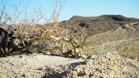 Cepillo-Seco-Aferrándose-A-La-Vida-En-La-Arena-Del-Desierto-De-Mojave-En-El-Parque-Estatal-Red-Rock-Canyon