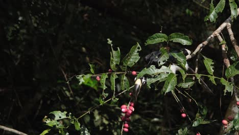 Oriental-Pied-Hornbill-Anthracoceros-albirostris-seen-on-a-branch-of-a-fruiting-tree-then-reaches-out-for-some-ripened-fruits-during-the-morning,-Khao-Yai-National-Park,-Thailand