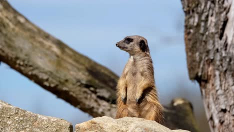 Close-up-rising-on-a-meerkat-standing-upright-in-its-rear-legs-looking-around-in-alert-on-sunny-evening
