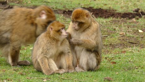 Two-mothers-monkeys-talk-and-keep-in-hands-their-little-cute-babies