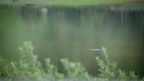 Duck-diving-underwater-in-a-vast-lake,-long-zoom-shot