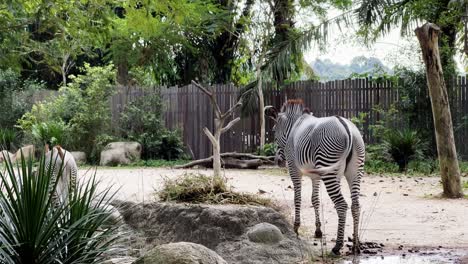 Young-grevy's-zebra,-equus-grevyi-swiping-away-flies-with-its-pony-tail-at-Singapore-safari-zoo,-mandai-wildlife-reserves,-static-shot