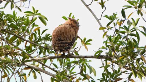 Buffy-Fish-Owl-Ketupa-ketupu-a-fledgling-perched-on-a-branch-as-seen-from-its-back-looking-towards-the-right-and-then-stretches-its-right-wing,-Khao-Yai-National-Park,-Thailand