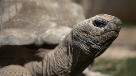 4K---Giant-Galapagos-tortoise-moves-on-a-camera