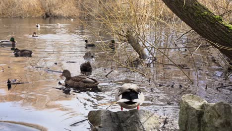Real-time-gimble-shot-of-mallard-ducks-swimming-in-a-pond